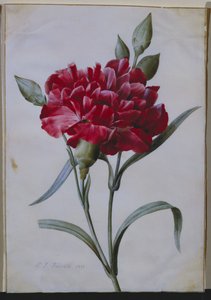 Ciemnoczerwony goździk, 1822 autorstwa Pierre Joseph Redouté