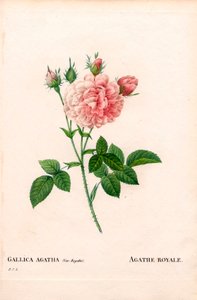 Róża Agathe Royale, odmiana Rosa gallica. Ręcznie barwiony miedzioryt kropkowany z „”Les Roses” Pierre