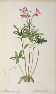 Alstraemeria Ligtu, z „Les Liliacees” Pierre