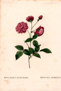 Animowana róża chińska, hybryda Rosa chinensis, animacja bengalska. Ręcznie barwiony miedzioryt kropkowany z „”Les Roses” Pierre