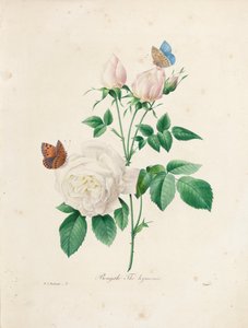 Herbata bengalska Hymenaeus, wyryta przez Victora, z "Choix des Plus Belles Fleurs et des Plus Beaux Fruits", Vol. I, 1827-33