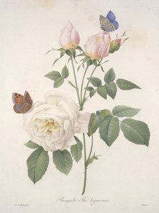 Herbata bengalska Hymenal, z Wybór najpiękniejszych kwiatów i najpiękniejszych owoców, 1827 (ręcznie kolorowane kropkowane grawerowanie)