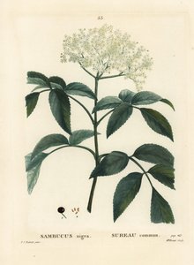 Bez czarny lub bez czarny, Sambucus nigra. Ręcznie barwiony grawerunek punktowany przez pannę Brenet na podstawie ilustracji Pierre-Josepha Redoute z Treat des Arbres et Shrustes Henri Louisa Duhamela du Moncel, Paryż autorstwa Pierre Joseph Redouté