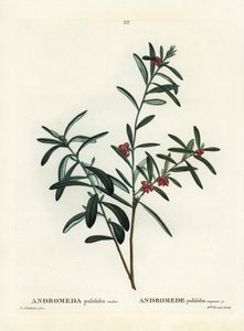 Rozmaryn bagienny, Andromeda polifolia. Ręcznie barwiony grawerunek punktowany według ilustracji Pierre-Joseph Redoute z Treat des Arbres et Shrustes Henri Louisa Duhamela du Monceau, Paryż autorstwa Pierre Joseph Redouté