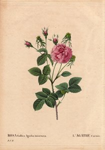 Deska Botaniczna, Kwiat, Róża Odmiana: Agathe carnee (Rosa gallica agatha incarnata). Nieznane pochodzenie, hybryda gatunku z adamaszku Rose Gallica. W „Różach”, tom 2 autorstwa Pierre