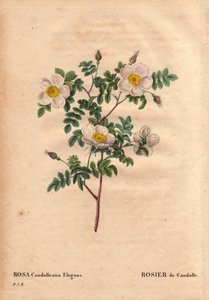 Tablica botaniczna, kwiat, odmiana róży: Biała róża De Candolle lub Rose de Candolle (Rosa candolleana elegans). Dzika róża, odkryta w południowej Europie i nazwana De Candolle w 1819 r. W „”Les Roses”, tom 2 autorstwa Pierre Joseph Redoute (1759-1840) autorstwa Pierre Joseph Redouté