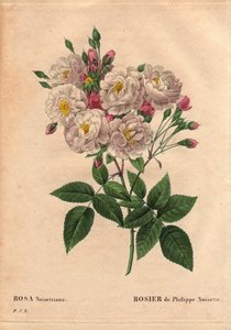Deska Botaniczna, Kwiat, Róża Odmiana: Róża z orzecha laskowego Filipa (Rosa noisettiana). Hybrydowy gatunek róży moschata chinensis wyhodowany w Stanach Zjednoczonych przez Johna Champneya i wprowadzony do Francji przez Philippe