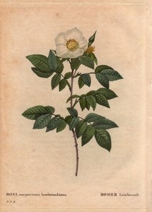 Deska Botaniczna, Kwiat, Róża Odmiana: Róża Leschenault (Rosa sempervirens Leschenaultiana). Odkryte przez Monsieur Leschenault na Nilgiri (lub Nilagiri lub Nilgiris) zwanej także Niebieskimi Górami Indii. W regionie Tamil Nadu, przed 1824 rokiem. W „” L autorstwa Pierre Joseph Redouté
