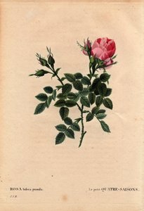 Tablica botaniczna, kwiat, odmiana róży: Małe cztery pory roku (Cztery pory roku). Po łacinie: Rosa bifera pumila, wyhodowana przez Monsieur Noel, Paryż, Francja, przed 1824. W „” Les Roses”, tom 2 Pierre Joseph Redoute (1759-1840) autorstwa Pierre Joseph Redouté