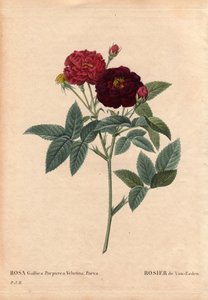 Deska botaniczna, kwiat, odmiana róży: Róża Van Eeden (Rosa Gallica Purpurea Velutina Parva). Uprawiany w Holandii przez Van Eedena przed 1810 r. W „” Les Roses”, tom 2 autorstwa Pierre Joseph Redoute (1759-1840) autorstwa Pierre Joseph Redouté