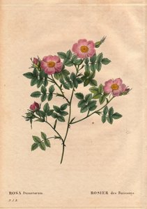Deska Botaniczna, Kwiat, Róża Odmiana: Róża Krzewowa (Rosa dumetorum). Z rodziny psich róż z Europy i Azji, odkrytej przed 1821 rokiem. W „”Les Roses”, tom 2 autorstwa Pierre Joseph Redoute (1759-1840) autorstwa Pierre Joseph Redouté