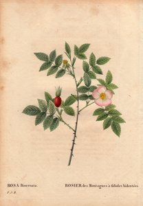 Tablica Botaniczna, Kwiat, Róża Odmiana: Róża górska z listkami bidentee (Rosa Biserrata). Zebrany przez doktora Merata przed 1812 r. w Mont Valerien pod Paryżem we Francji. W „” Les Roses”, tom 2 autorstwa Pierre