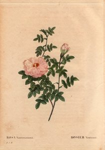 Deska Botaniczna, Kwiat, Róża Odmiana: Rose Ventenat. (Rosa ventenatiana), nieznane pochodzenie. W „” Les Roses”, tom 2 autorstwa Pierre