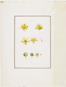 Sekcja botaniczna: Asphodel żółty (Asphodelus lutea), ok. 1778-90 (wc i grafit na papierze) autorstwa Pierre Joseph Redouté