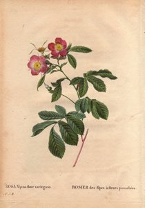 Talerz botaniczny, kwiat, odmiana róży: Róża alpejska z kwiatami variegato (Rosa alpina flora variegato). Wprowadzony we Francji około 1813 de Poilpre. W „” Les Roses”, tom 2 autorstwa Pierre