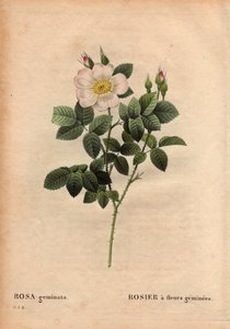 Talerz botaniczny, kwiat, róża Odmiana: róża o kwiatach szlachetnych. (Rosa geminata). Odkryta przez profesora Rau, niedaleko Würzburga, Niemcy przed 1820. W „” Les Roses”, tom 2 autorstwa Pierre Joseph Redoute (1759-1840) autorstwa Pierre Joseph Redouté