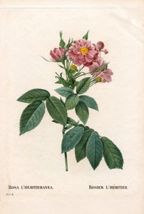 Róża Boursault, odmiana Rosa l