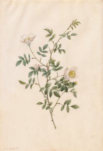 Brier Bush Rose lub Dog Rose (Rosa Sepium Rosea) autorstwa Pierre-Joseph Redouté