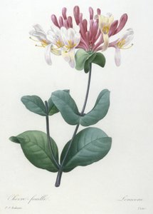 Chevre-feuille, z Wybór najpiękniejszych kwiatów i najpiękniejszych owoców, 1827 (ręcznie kolorowane kropki grawerowane)