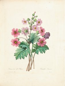 Chiński Primrose, grawerowane przez Bessina, z „Wybór najpiękniejszych kwiatów i najpiękniejszych owoców”, tom. II, 1827-33