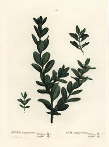 Pudełko zwyczajne, bukszpan europejski lub bukszpan, Buxus sempervirens (gigantea, heterophylla i leptophylla). Ręcznie barwiony grawerunek punktowany według ilustracji Pierre-Joseph Redoute z Treat des Arbres et Shrustes Henri Louisa Duhamela du Monceau,  autorstwa Pierre Joseph Redouté