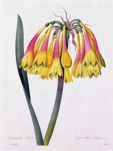Cyrtanthus Obliquus (kolorowy grawerunek) autorstwa Pierre Joseph Redouté