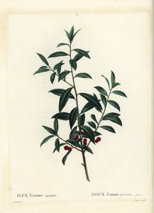 Ostrokrzew Dahoon lub Cassina, Ilex Cassine. Ręcznie barwiony grawerunek punktowany wykonany przez Coqueret według ilustracji Pierre-Joseph Redoute z Treat des Arbres et Shrustes Henri Louisa Duhamela du Moncel, Paryż autorstwa Pierre Joseph Redouté