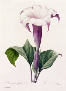 Dature Laevis (kolorowy grawerunek) autorstwa Pierre Joseph Redouté