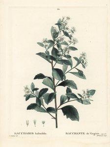 Baccharis wschodnia, krzew pospolity, mirt morski lub słony krzew, Baccharis halimifolia. Ręcznie barwiony grawerunek punktowany przez pannę Brenet według ilustracji Pierre-Joseph Redoute z Treat des Arbres et Shrustes Henri Louisa Duhamela du Moncel, Pary autorstwa Pierre Joseph Redouté