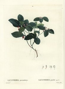 Herbata wschodnia, szachownica lub bukszpan, Gaultheria procumbens. Ręcznie barwiony grawerunek punktowany autorstwa Tassaerta według ilustracji Pierre-Josepha Redoute z Treat des Trees et Shrustes Henri Louisa Duhamela du Moncel, Paryż autorstwa Pierre Joseph Redouté