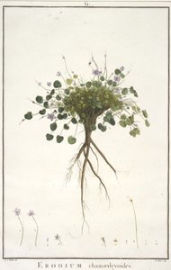 Erodium chamaedryoides, z Geraniologii, czyli z historii Erodius, Pelargoni, Monsonia i Grieli, ilustrowane ikonami, 1787-88 (rycina ręcznie kolorowana) autorstwa Pierre Joseph Redouté