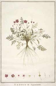 Erodius supracanum, z Geraniologii, czyli z historii Erodii, Pelargoni, Monsonii i Grieli, ilustrowany ikonami, 1787-88 (rycina ręcznie kolorowana) autorstwa Pierre Joseph Redouté