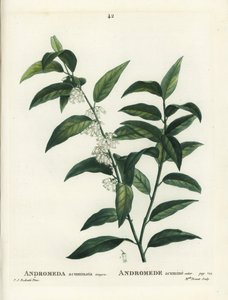 Fetterbush, Andromeda acuminata. Ręcznie barwiony grawerunek punktowany przez pannę Brenet na podstawie ilustracji Pierre-Josepha Redoute z Treat des Arbres et Shrustes Henri Louisa Duhamela du Moncel, Paryż autorstwa Pierre Joseph Redouté