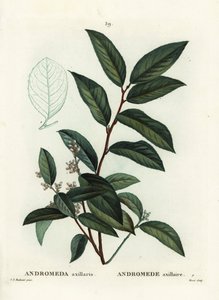 Fetterbush, Andromeda axillaris. Ręcznie barwiony grawerunek punktowany autorstwa Moreta według ilustracji Pierre-Joseph Redoute z Treat des Arbres et Shrustes Henri Louisa Duhamela du Moncel, Paryż autorstwa Pierre Joseph Redouté