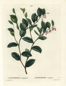 Fetterbush, Andromeda marginata. Ręcznie barwiony grawerunek punktowany autorstwa J. Marchanda według ilustracji Pierre-Joseph Redoute z Treat des Arbres et Shrustes Henri Louisa Duhamela du Moncel, Paryż autorstwa Pierre Joseph Redouté
