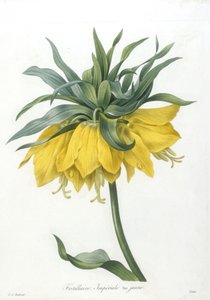 Fritillary, odmiana Imperiale żółta, z Wybór najpiękniejszych kwiatów i najpiękniejszych owoców, 1827 (ręcznie barwione kropkowane grawerowanie)