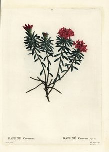 Girlanda kwiatowa wawrzynek różowozłoty, wawrzynek wawrzynek cneorum. Ręcznie barwiony grawerunek punktowany autorstwa Miss Rolet według ilustracji Pierre-Joseph Redoute z Treat des Arbres et Shrustes Henri Louisa Duhamela du Moncel, Paryż autorstwa Pierre Joseph Redouté