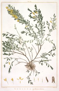 Genista pedunculata, z Stripes Nova lub Less Known, 1784 (ręcznie barwiony grawerunek) autorstwa Pierre Joseph Redouté