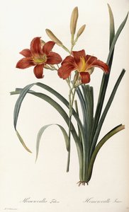 Hemerocallis Fulva - Hemerocalle Fauve autorstwa Pierre Joseph Redouté
