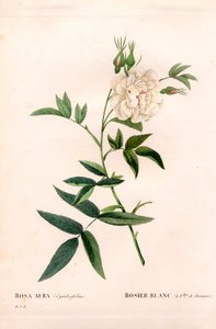 Biała róża o konopnych liściach, Rosa alba var. cannabifolia, biała róża z liśćmi konopi. Ręcznie barwiony miedzioryt kropkowany z „”Les Roses” Pierre