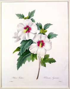 Hibiscus syriacus, grawerowany przez Bessina, z „Wybór najpiękniejszych kwiatów”, 1827