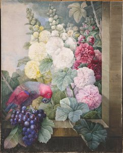 Malwy, winogrona i papuga, 1836 r. autorstwa Pierre Joseph Redouté