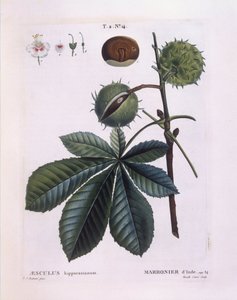 Kasztanowiec zwyczajny lub Conker (Aesculus hippocastanum), Henry Louis Duhamel du Monceau, płyta botaniczna Pierre Joseph Redouté autorstwa Pierre Joseph Redouté