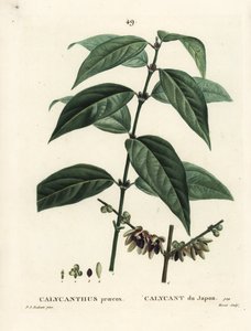 Ziele angielskie, Chimonanthus praecox (Calycanthus praecox). Ręcznie barwiony grawerunek punktowany autorstwa Moreta według ilustracji Pierre-Josepha Redoute z Treat des Arbres et Shrustes Henri Louisa Duhamela du Moncel, Paryż autorstwa Pierre Joseph Redouté