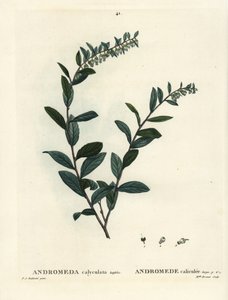 Leatherleaf, Chamaedaphne calyculata (Andromeda calyculata). Ręcznie kolorowany grawerunek punktowany przez pannę Brenet na podstawie ilustracji Pierre-Josepha Redoute z Treat of Trees et Shrustes Henri Louisa Duhamela du Moncel, Paryż autorstwa Pierre Joseph Redouté