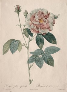 Róże: Rosa Gallica autorstwa Pierre Joseph Redouté