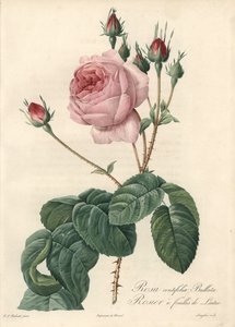 Róża z liści sałaty - Eau forte de Langlois, na podstawie ilustracji Pierre