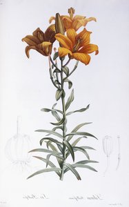 Lilia Bulbiferum autorstwa Pierre Joseph Redouté