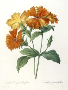 Lychnid wielkokwiatowy, Lychnus grandiflora, z Wybór najpiękniejszych kwiatów i najpiękniejszych owoców, 1827 r. (ręcznie barwione punktowane grawerowanie)