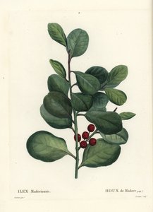 Ostrokrzew Madera, Ilex perado (Holly de Madere, Ilex maderiensis). Ręcznie barwiony grawerunek punktowany autorstwa Casenave według ilustracji Pierre-Joseph Redoute z Treat des Arbres et Shrustes Henri Louisa Duhamela du Moncel, Paryż autorstwa Pierre Joseph Redouté